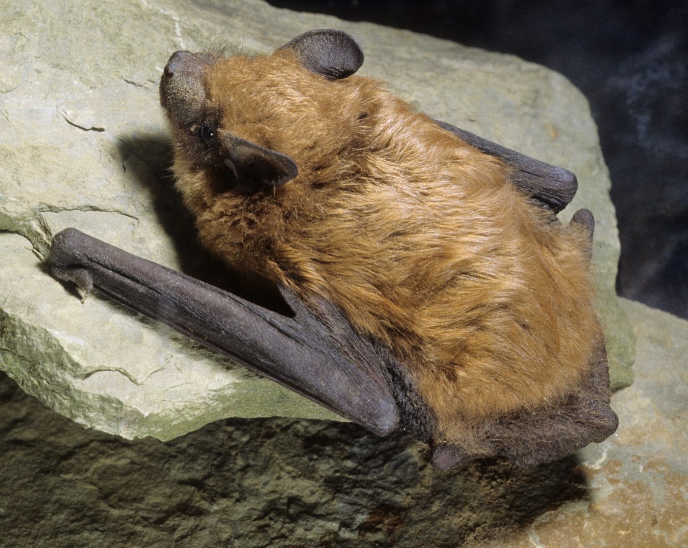 Bat Removal