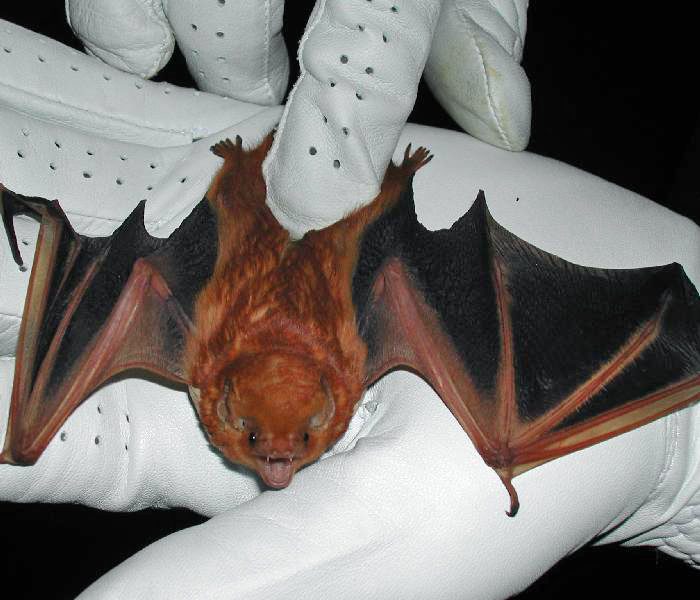 Eastern Red Bat (Lasiurus borealis)