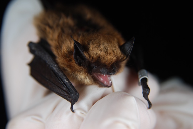 Eastern Small-footed Myotis (Myotis leibii)