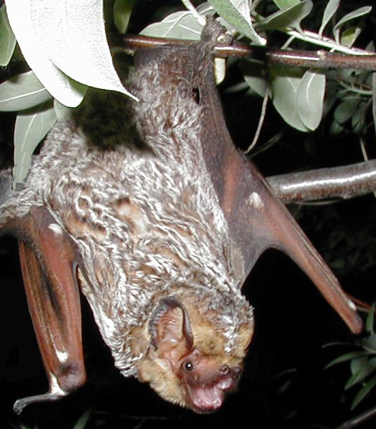 Hoary Bat (Lasiurus cinereus)