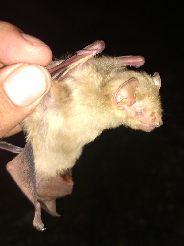 Northern Yellow Bat (Lasiurus intermedius)