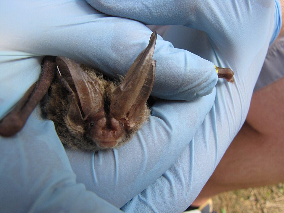 Rafinesque's Big-eared Bat (Corynorhinus rafinesquii)