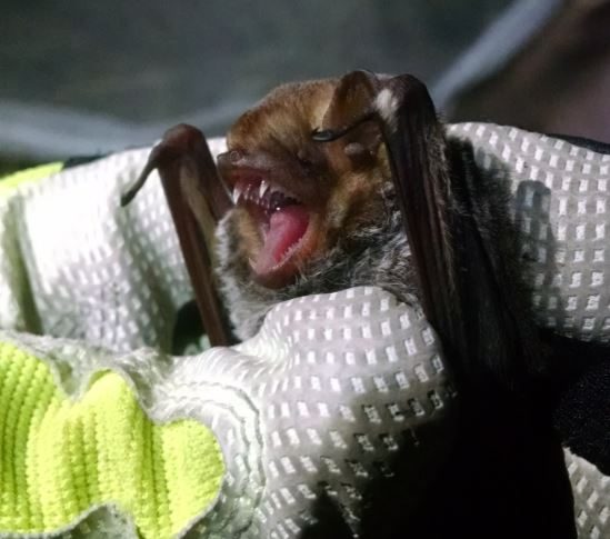 Seminole Bat (Lasiurus seminolus)