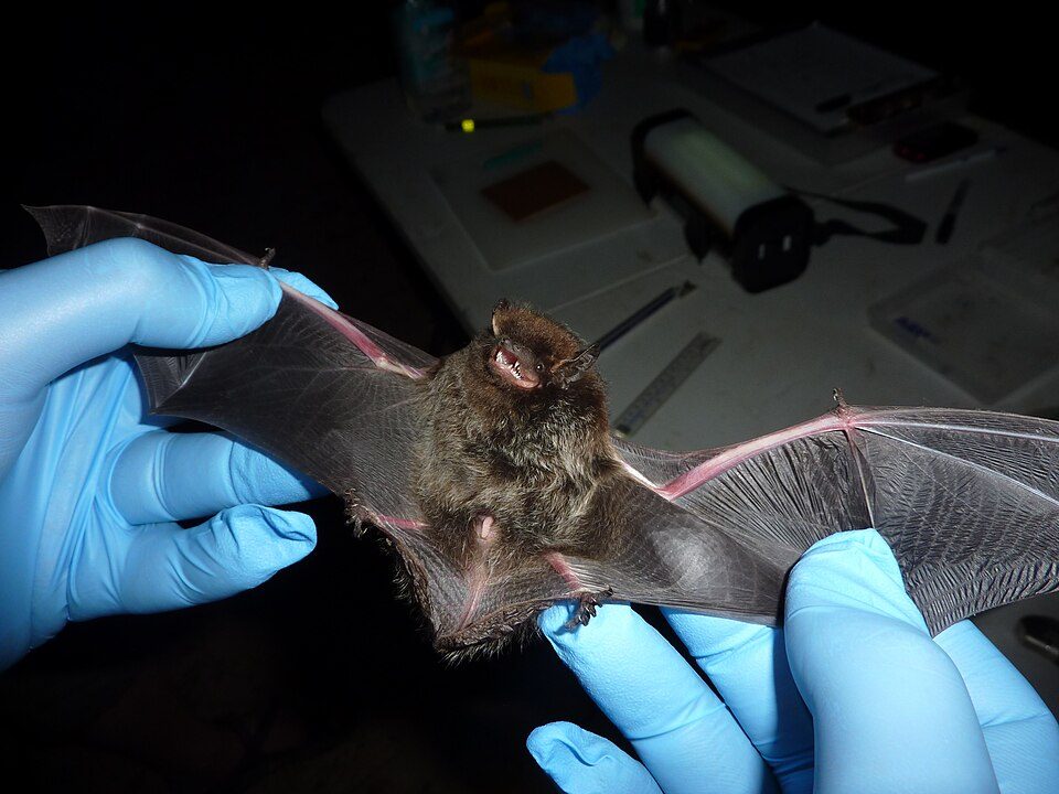Silver-haired Bat (Lasionycteris noctivagans)