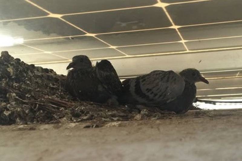 Pigeon Control