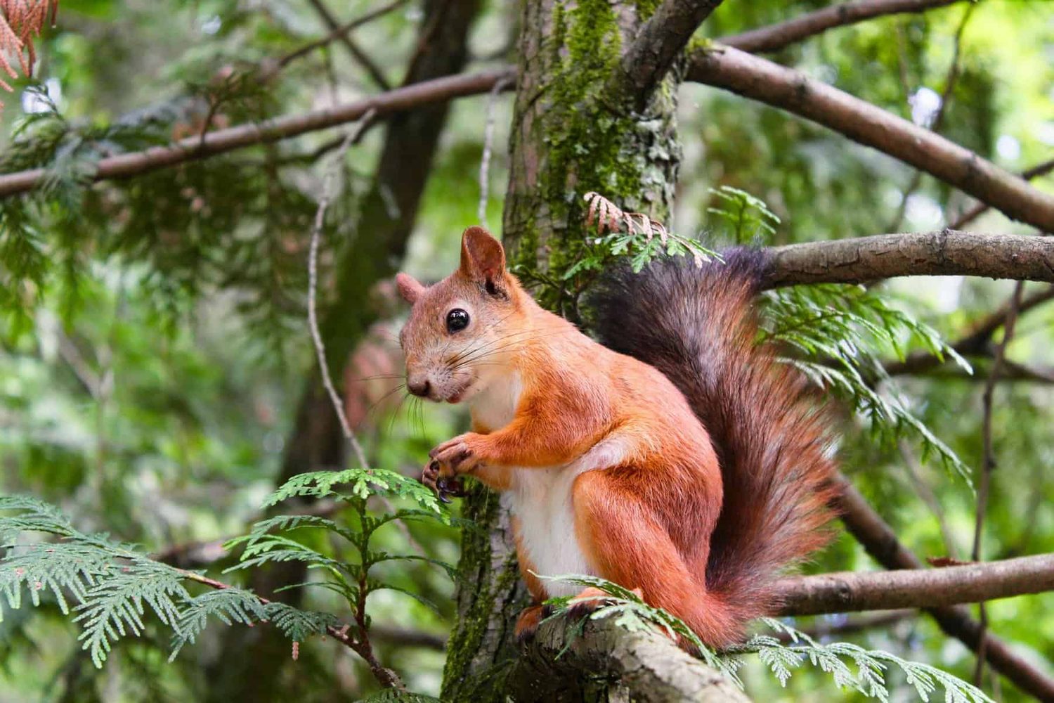 Squirrel Removal